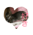 猫トラスタンプ（個別スタンプ：4）