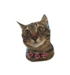 猫トラスタンプ（個別スタンプ：5）