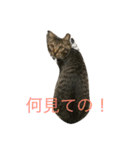 猫トラスタンプ（個別スタンプ：6）