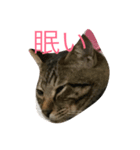 猫トラスタンプ（個別スタンプ：7）