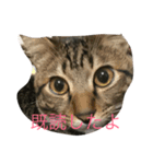猫トラスタンプ（個別スタンプ：8）