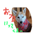 shibainu takahiro（個別スタンプ：11）