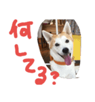 shibainu takahiro（個別スタンプ：15）