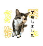 猫達の日常使いの挨拶（個別スタンプ：7）