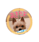 よーきー日和2（個別スタンプ：16）