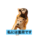 柴犬クッキーのひとり言（個別スタンプ：1）