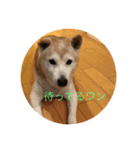 柴犬クッキーのひとり言（個別スタンプ：2）