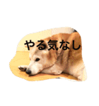 柴犬クッキーのひとり言（個別スタンプ：3）