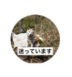 柴犬クッキーのひとり言（個別スタンプ：7）