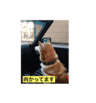 柴犬クッキーのひとり言（個別スタンプ：8）