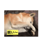 柴犬クッキーのひとり言（個別スタンプ：9）