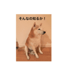 柴犬クッキーのひとり言（個別スタンプ：12）