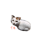 実家のかんぺいちゃん♀（個別スタンプ：3）