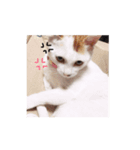 実家のかんぺいちゃん♀（個別スタンプ：5）