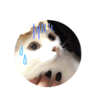 実家のかんぺいちゃん♀（個別スタンプ：6）