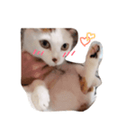 実家のかんぺいちゃん♀（個別スタンプ：7）