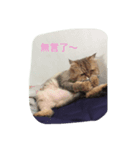 Six cat life diary（個別スタンプ：4）