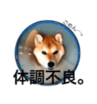 柴犬の五郎くん（個別スタンプ：14）