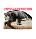 ゆずわさびの猫Life（個別スタンプ：8）