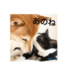 柴犬うららと鯉太郎＆はちわれ猫からし2（個別スタンプ：6）