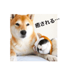 柴犬うららと鯉太郎＆はちわれ猫からし2（個別スタンプ：10）