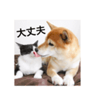 柴犬うららと鯉太郎＆はちわれ猫からし2（個別スタンプ：15）