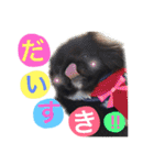 黒ごま。。。。。（個別スタンプ：12）