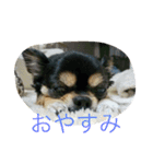 marimo of Chihuahua2（個別スタンプ：7）