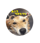 柴犬ぷりんのスタンプ（日常編）（個別スタンプ：5）