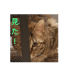 猫のフレイア-2-（個別スタンプ：1）