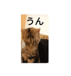 猫のフレイア-2-（個別スタンプ：5）