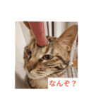 猫のフレイア-2-（個別スタンプ：6）