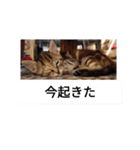 猫のフレイア-2-（個別スタンプ：8）