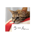 猫のフレイア-2-（個別スタンプ：10）