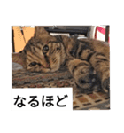 猫のフレイア-2-（個別スタンプ：17）