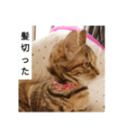 猫のフレイア-2-（個別スタンプ：18）