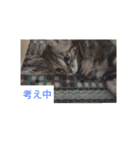 猫のフレイア-2-（個別スタンプ：20）