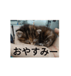 猫のフレイア-2-（個別スタンプ：26）