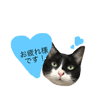 クロコロな日々【敬語編】（個別スタンプ：1）