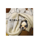 okamuradog（個別スタンプ：3）