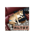 柴犬サチ（個別スタンプ：6）