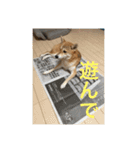 柴犬サチ（個別スタンプ：9）