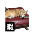 柴犬サチ（個別スタンプ：14）