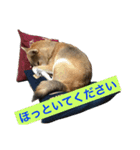 柴犬サチ（個別スタンプ：16）