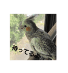 オカメインコーー（個別スタンプ：6）