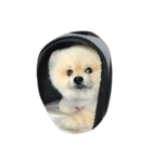 Dog-yoyo（個別スタンプ：2）