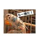 maruwakari（個別スタンプ：5）