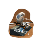 maruwakari（個別スタンプ：6）