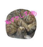 もいにゃっす（個別スタンプ：5）