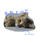 もいにゃっす（個別スタンプ：10）
